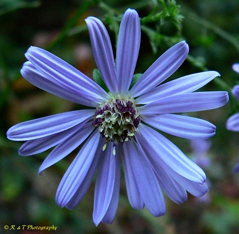 {Symphyotrichum phlogifolium}